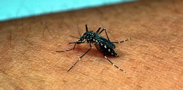 Dengue- Tips to keep youself safe